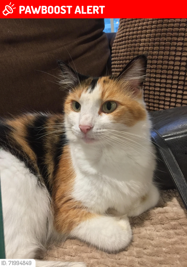 Lost Female Cat last seen Between West Martintown Rd and Stevens Creek , Edgefield County, SC 29860