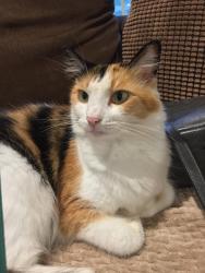 Lost Female Cat last seen Between West Martintown Rd and Stevens Creek , Edgefield County, SC 29860