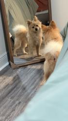 Lost Male Dog last seen Lake jackson, Tallahassee, FL 32303