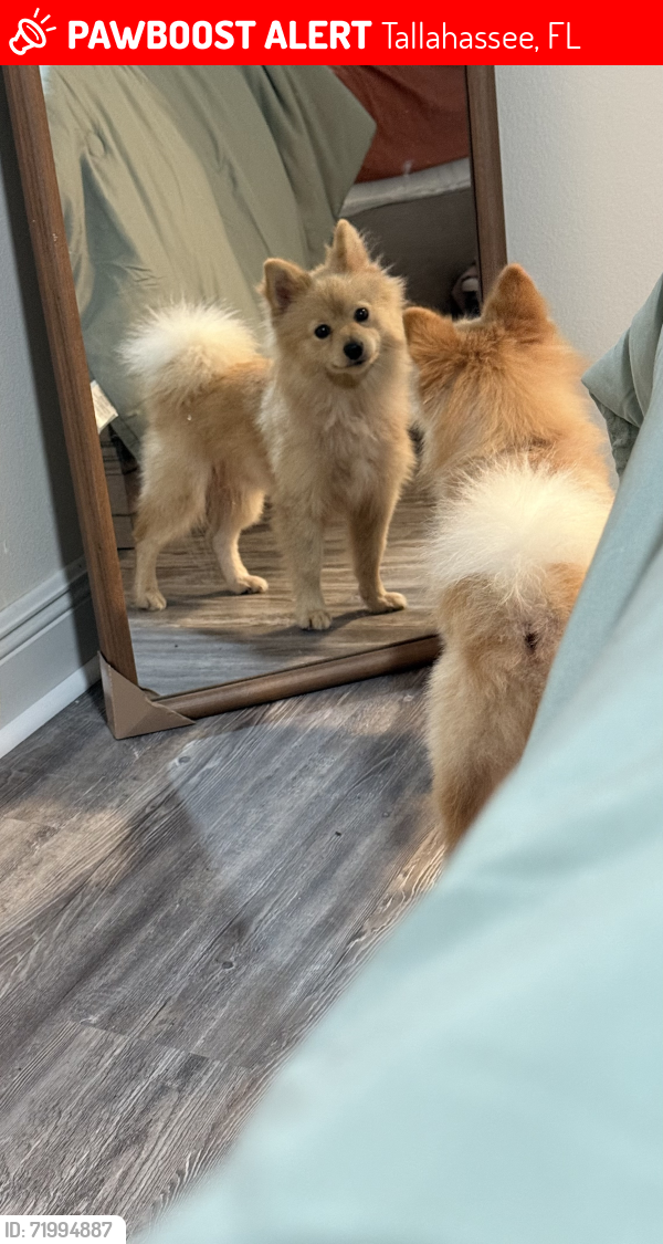 Lost Male Dog last seen Lake jackson, Tallahassee, FL 32303