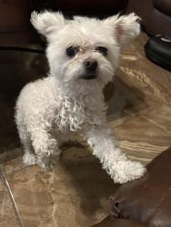 Lost Female Dog last seen Nw military hwy and george rd , San Antonio, TX 78231