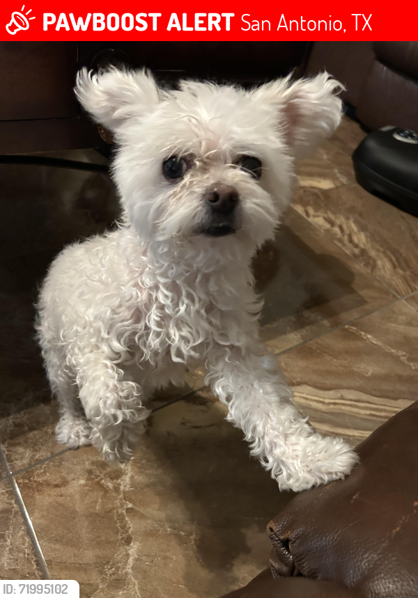 Lost Female Dog last seen Nw military hwy and george rd , San Antonio, TX 78231