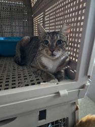 Lost Female Cat last seen Nassau Animal hosp, Princeton, NJ 08540