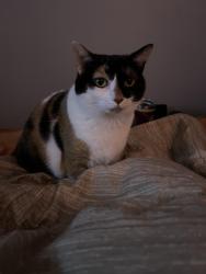 Lost Female Cat last seen Rock hse Road E & Rock hse Road SE, Lawrenceville, GA 30045