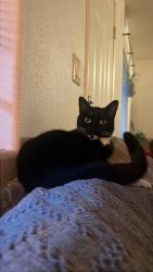 Lost Female Cat last seen Speedway and Main, Tucson, AZ 85705