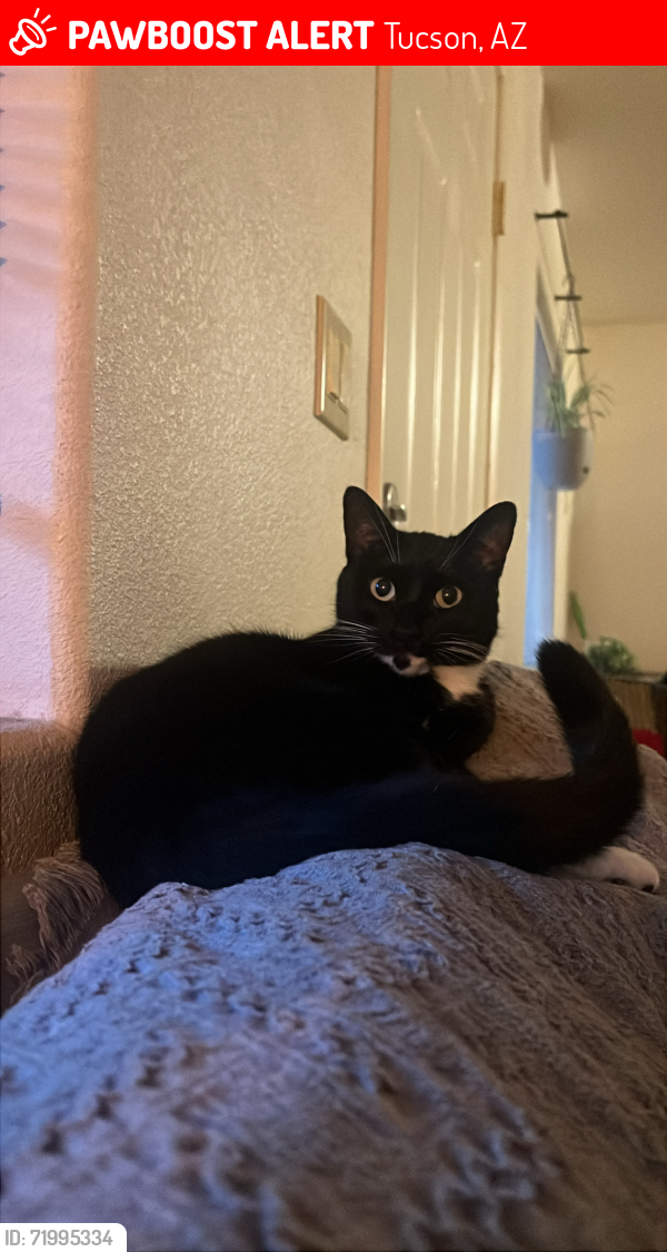 Lost Female Cat last seen Speedway and Main, Tucson, AZ 85705