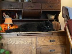 Lost Male Cat last seen South Belfast Ave and Bolton Ave Augusta Maine , Augusta, ME 04330