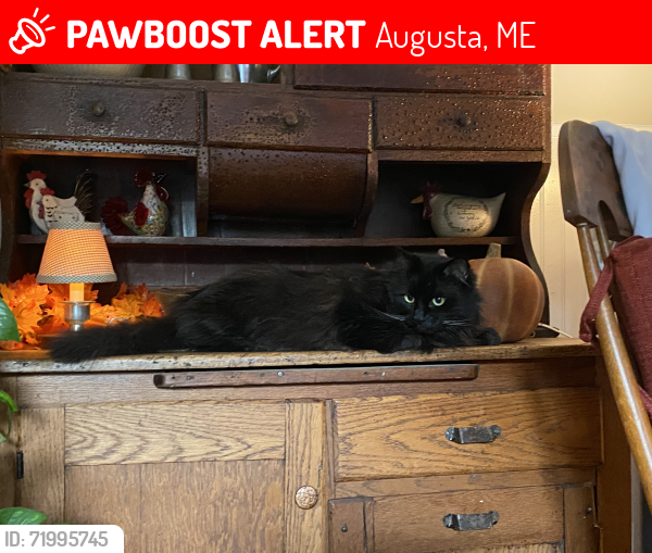 Lost Male Cat last seen South Belfast Ave and Bolton Ave Augusta Maine , Augusta, ME 04330