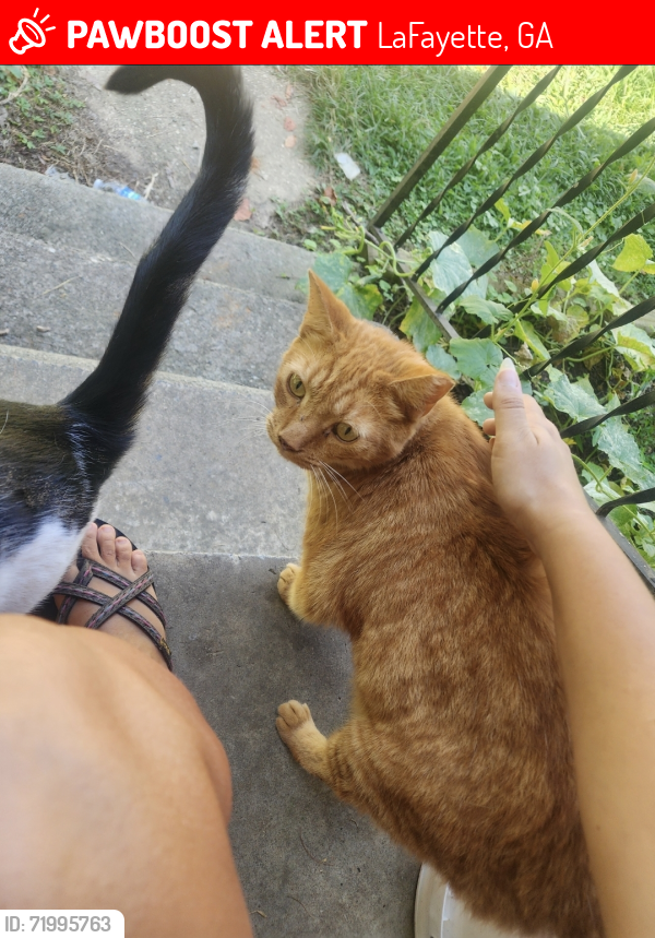 Lost Male Cat last seen Warthen Street & Whispering Pines, LaFayette, GA 30728