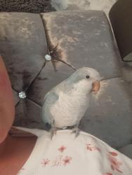 Lost Male Bird last seen Stapleford, Stapleford, England NG9 8FH