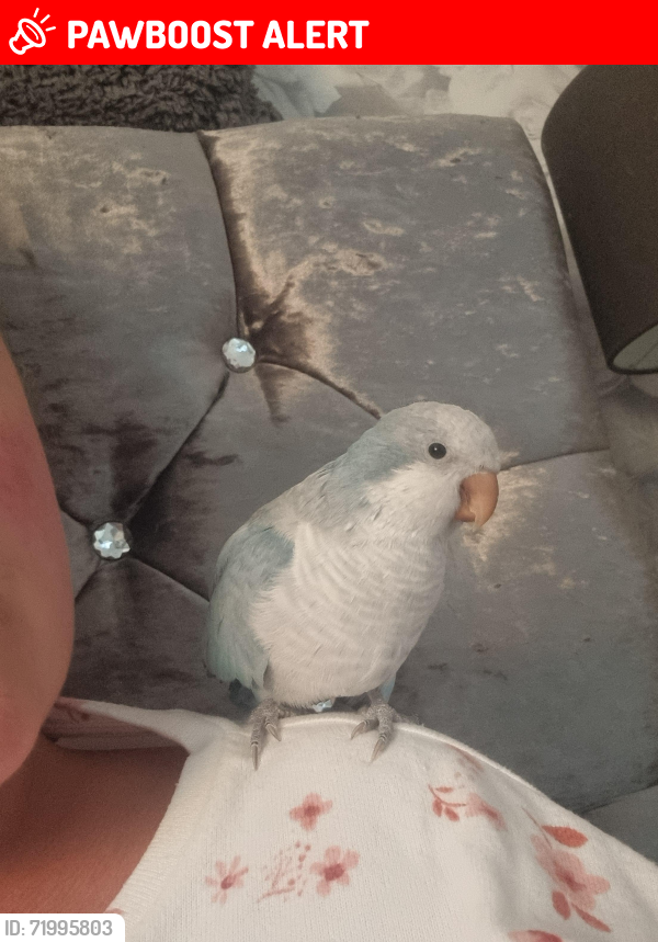 Lost Male Bird last seen Stapleford, Stapleford, England NG9 8FH