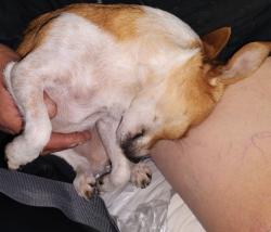 Lost Female Dog last seen Shell station on Lancaster/ Lil Cesars on Meadowbrook ft worth tx 76112, Fort Worth, TX 76112