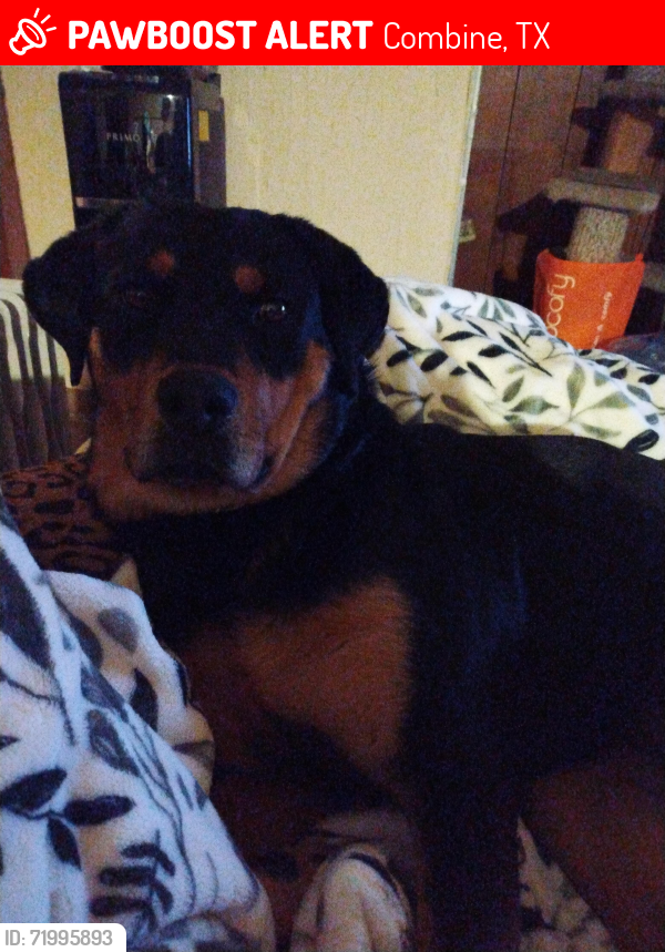 Lost Female Dog last seen She lives near the Haines and Davis Road side, Combine, TX 75159