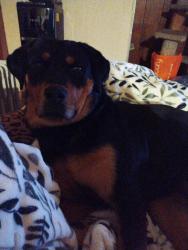 Lost Female Dog last seen She lives near the Haines and Davis Road side, Combine, TX 75159