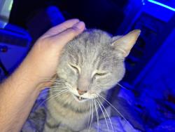 Lost Male Cat last seen Cupelo Farm and Greene County area, Farmville, NC 27828