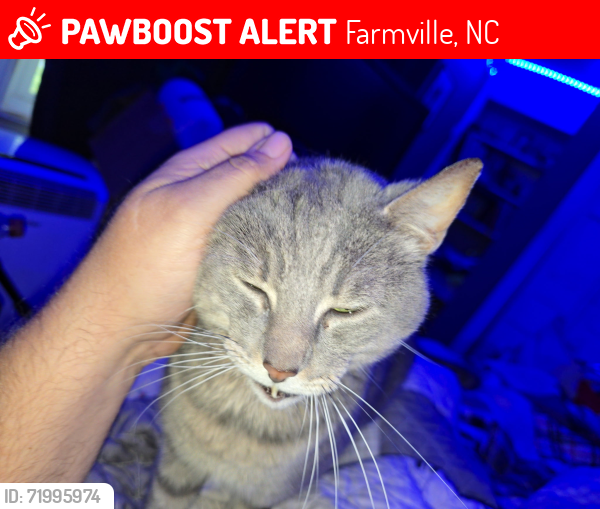 Lost Male Cat last seen Cupelo Farm and Greene County area, Farmville, NC 27828