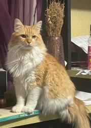 Lost Male Cat last seen Sipple Avenue, Overlea, MD 21236