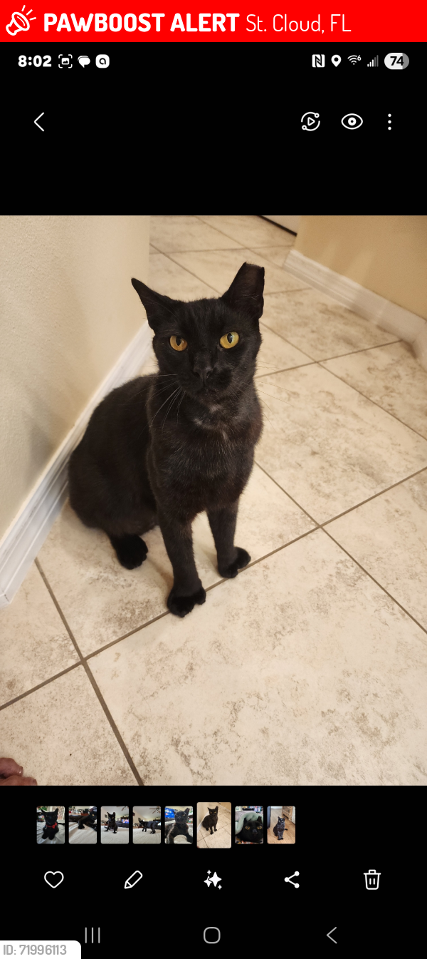 Lost Male Cat last seen Oakwind Ct., St. Cloud, FL 34772
