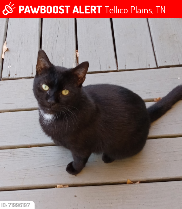Lost Male Cat last seen Between Etowah and Tellico Plains, TN off of Hwy 39 East, Englewood, TN 37329
