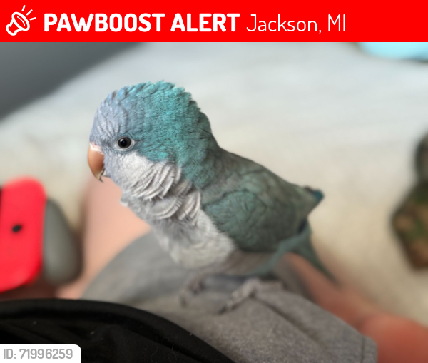 Lost Female Bird last seen loomis st between leroy and north st., Jackson, MI 49202
