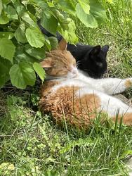 Lost Male Cat last seen Winton Ridge across from Finneytown Historic Cemetery , Cincinnati, OH 45232