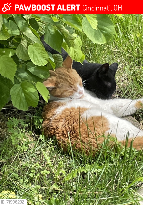 Lost Male Cat last seen Winton Ridge across from Finneytown Historic Cemetery , Cincinnati, OH 45232