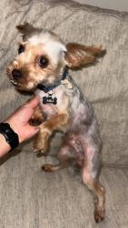 Lost Male Dog last seen Lonesome Dove Neighborhood , New Braunfels, TX 78130