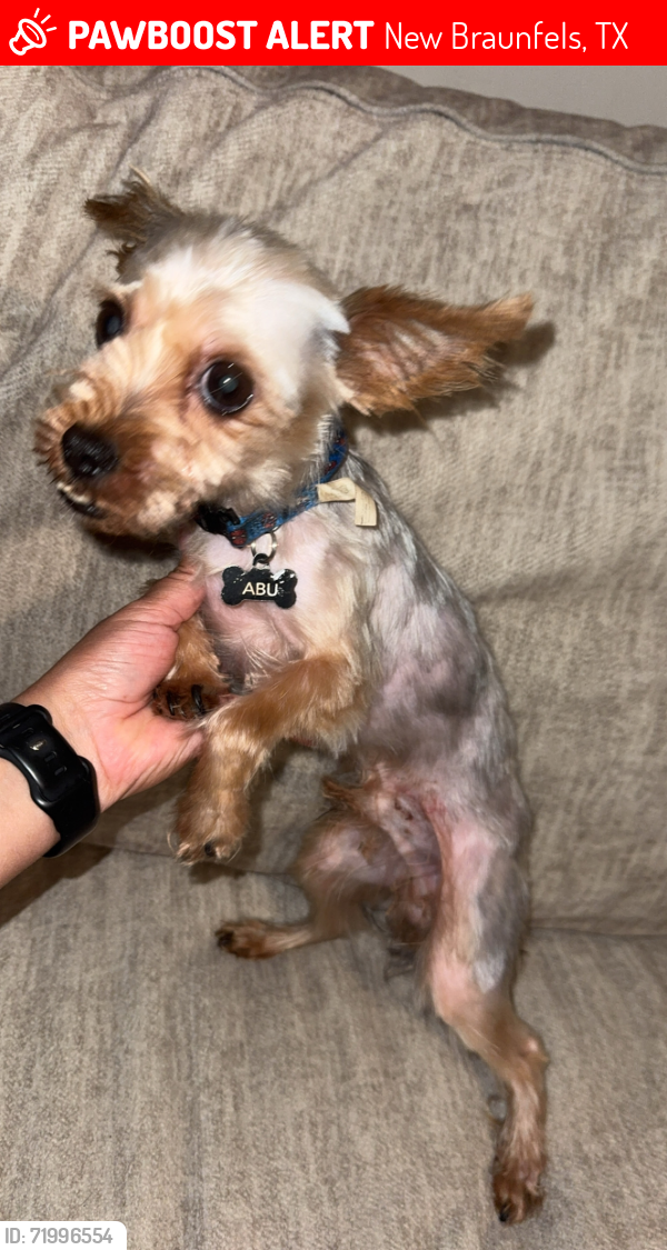 Lost Male Dog last seen Lonesome Dove Neighborhood , New Braunfels, TX 78130