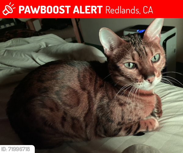 Lost Male Cat last seen Texas/Brockton Redlands, CA, Redlands, CA 92374