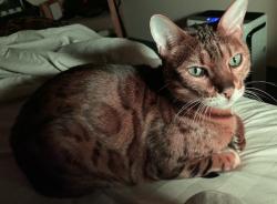Lost Male Cat last seen Texas/Brockton Redlands, CA, Redlands, CA 92374