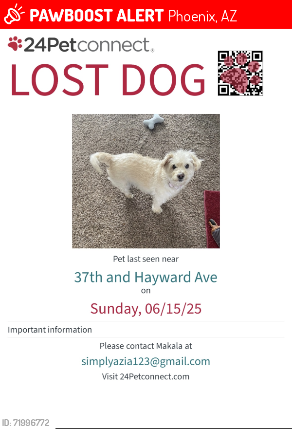 Lost Female Dog last seen Northern , Phoenix, AZ 85051