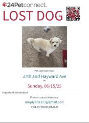 Lost Female Dog last seen Northern , Phoenix, AZ 85051