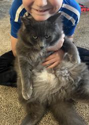 Lost Male Cat last seen Ok mill rd 191 dr se, Snohomish, WA 98290