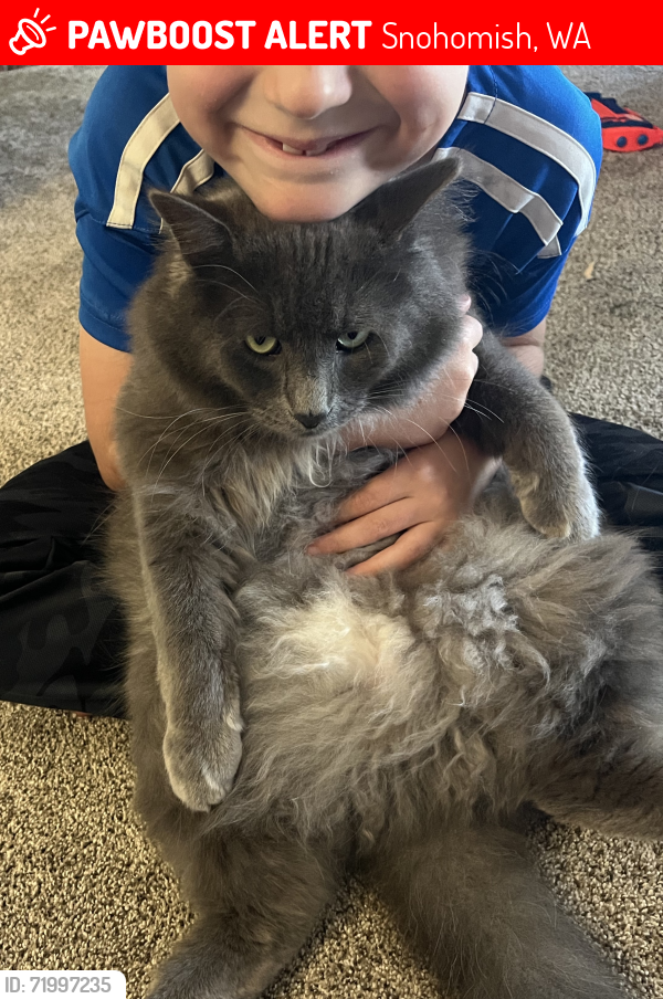 Lost Male Cat last seen Ok mill rd 191 dr se, Snohomish, WA 98290