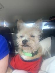 Lost Male Dog last seen Candler Lane, Knoxville, TN 37921