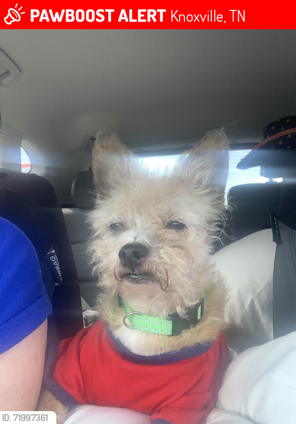 Lost Male Dog last seen Candler Lane, Knoxville, TN 37921
