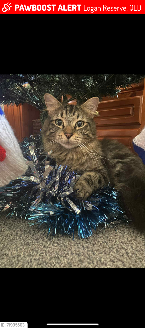 Lost Male Cat last seen Logan Reserve Rd and Glenn Rd, Logan Reserve, QLD 4133
