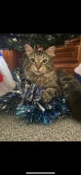 Lost Male Cat last seen Logan Reserve Rd and Glenn Rd, Logan Reserve, QLD 4133