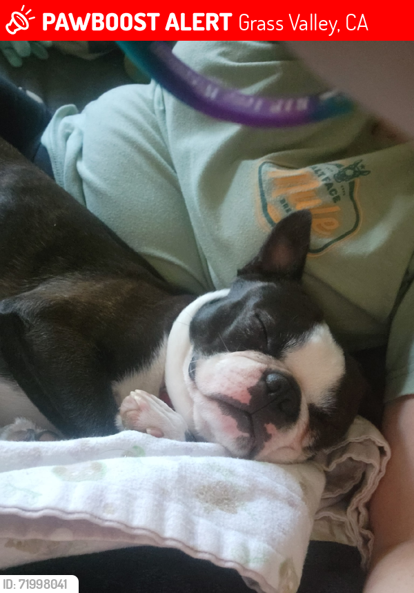 Lost Male Dog last seen Sierra collage blvd on Litton trail above chapa de below sierra college, Grass Valley, CA 95945