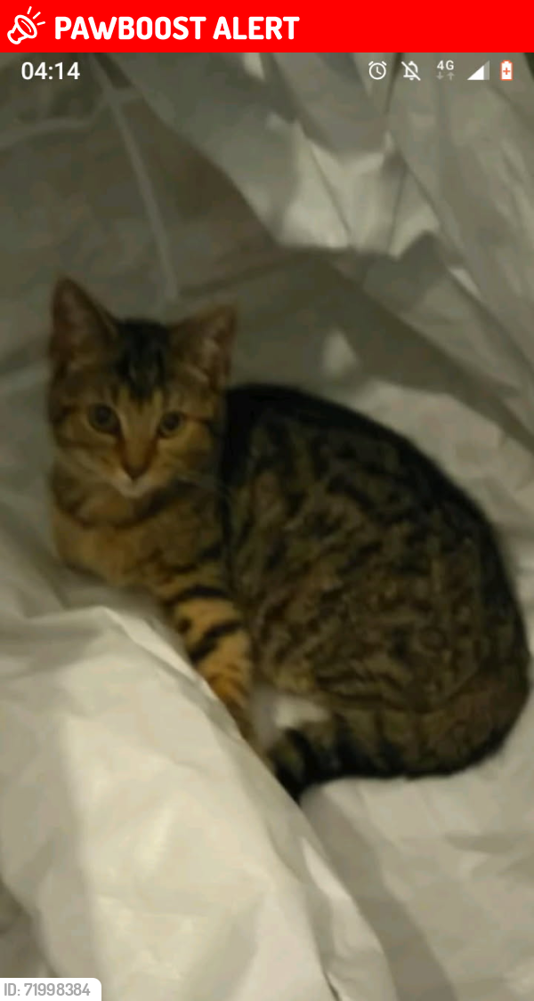 Lost Female Cat last seen Ronald Road Balby , South Yorkshire, England DN4 0PG