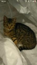 Lost Female Cat last seen Ronald Road Balby , South Yorkshire, England DN4 0PG