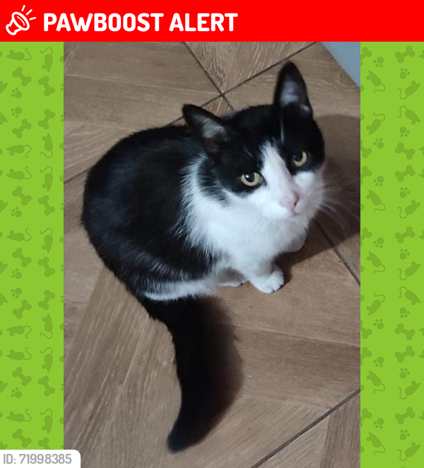 Lost Male Cat last seen Los Portones, Artico, Culiacán Rosales, Sin. 