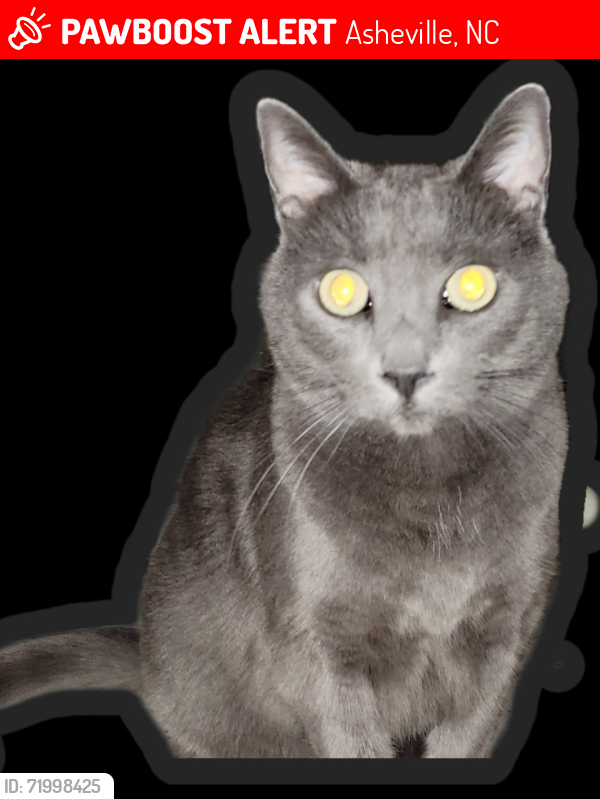 Lost Female Cat last seen Ascent Apt Complex off New Leicester Hwy, Asheville, NC 28806