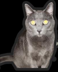 Lost Female Cat last seen Ascent Apt Complex off New Leicester Hwy, Asheville, NC 28806