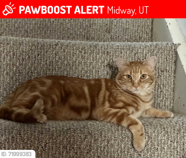 Lost Male Cat last seen L.A. Dresden's Boutique and Harvest Restaurant , Midway, UT 84049