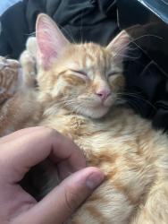 Reunited Male Cat last seen 51st and Mercer Lane by Peoria, Glendale, AZ 85304