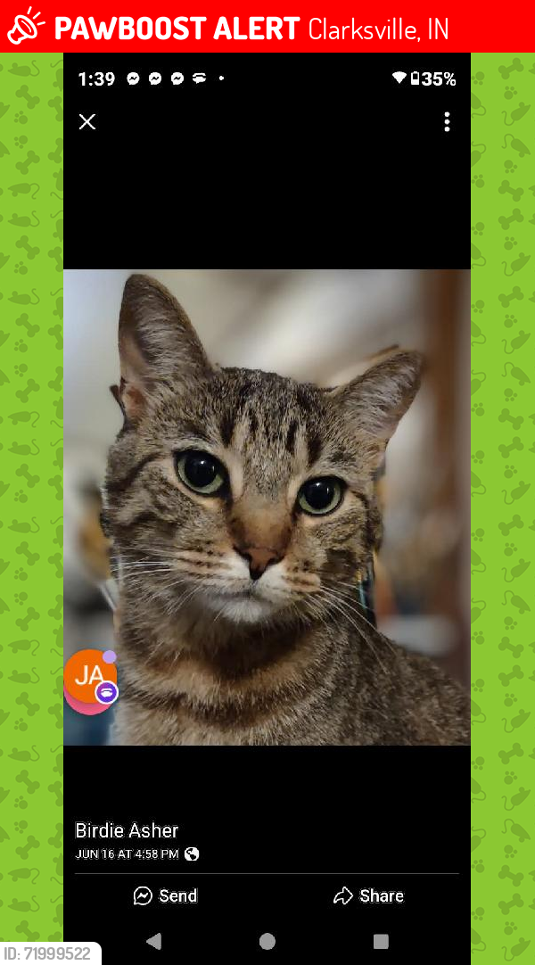 Lost Male Cat last seen Planet Fitness parking lot, Clarksville, IN 47129