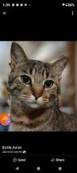 Lost Male Cat last seen Planet Fitness parking lot, Clarksville, IN 47129