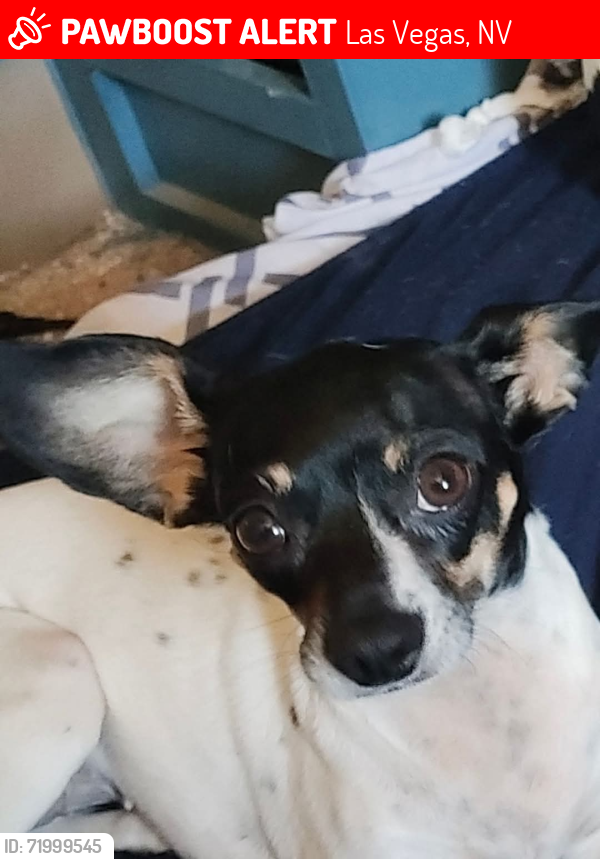 Lost Female Dog last seen Tropicana and durango, Las Vegas, NV 89101