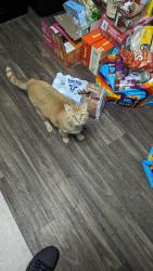 Lost Male Cat last seen Grand Ave and Rose Street, Escondido, CA 92027